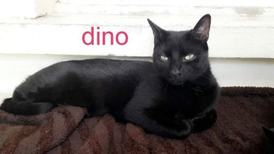 DINO