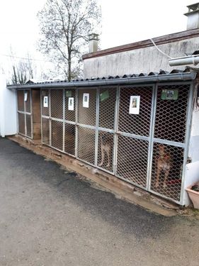 nos animaux