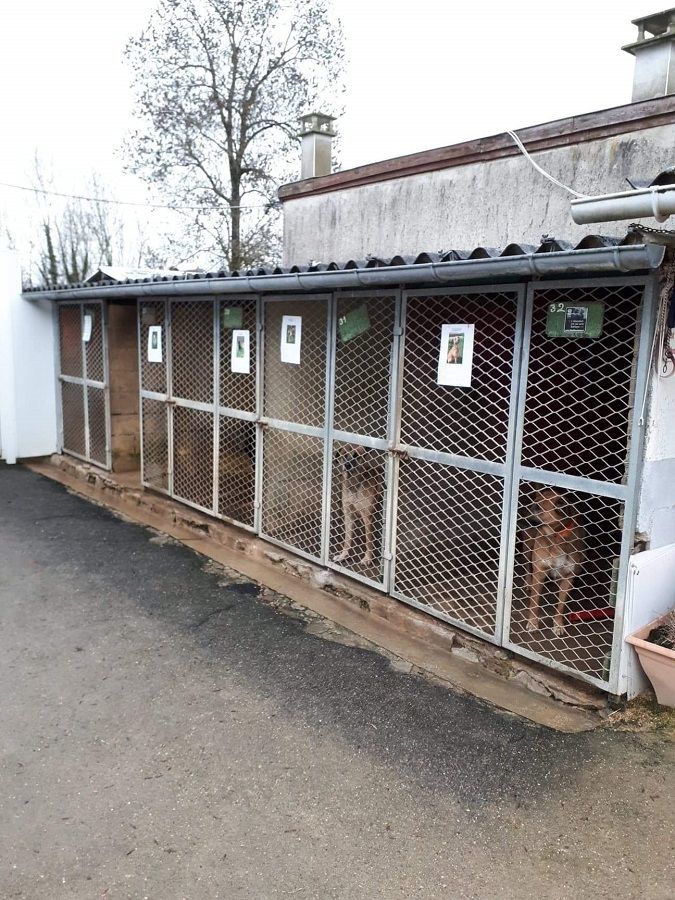 nos animaux
