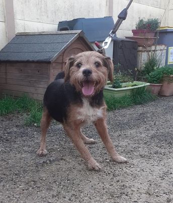 JUJU - x jagd terrier 10 ans -  Refuge Nos Amies les Betes à Saint Dizier 82) 316287471_679455586885433_6755348242194392528_n