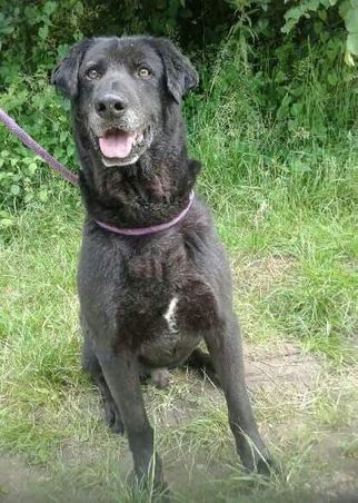 ROGER - labrador noir 10 ans  (3 ans de refuge) - Refuge Nos Amies les Betes à Saint Dizier (52) 53636719_322034488657985_907902794420191232_n