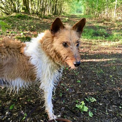 TOMMY - fox terrier 11 ans - Refuge Nos Amies les Betes ) Saint Dizier (52) 67306714_507891470019610_6155466984537456640_n