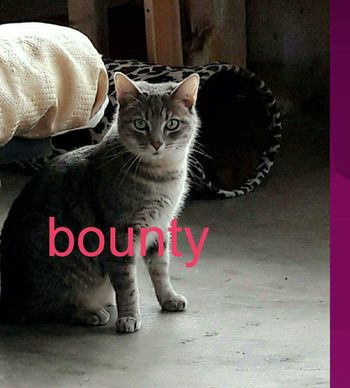 BOUNTY