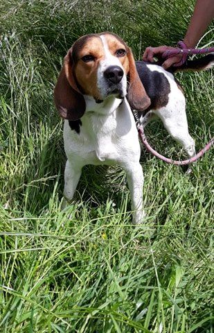 MARIO - beagle 3 ans - Refuge Nos Amis les Betes à Saint Dizier (52) 100714500_2605654143097223_3495366534354698240_n